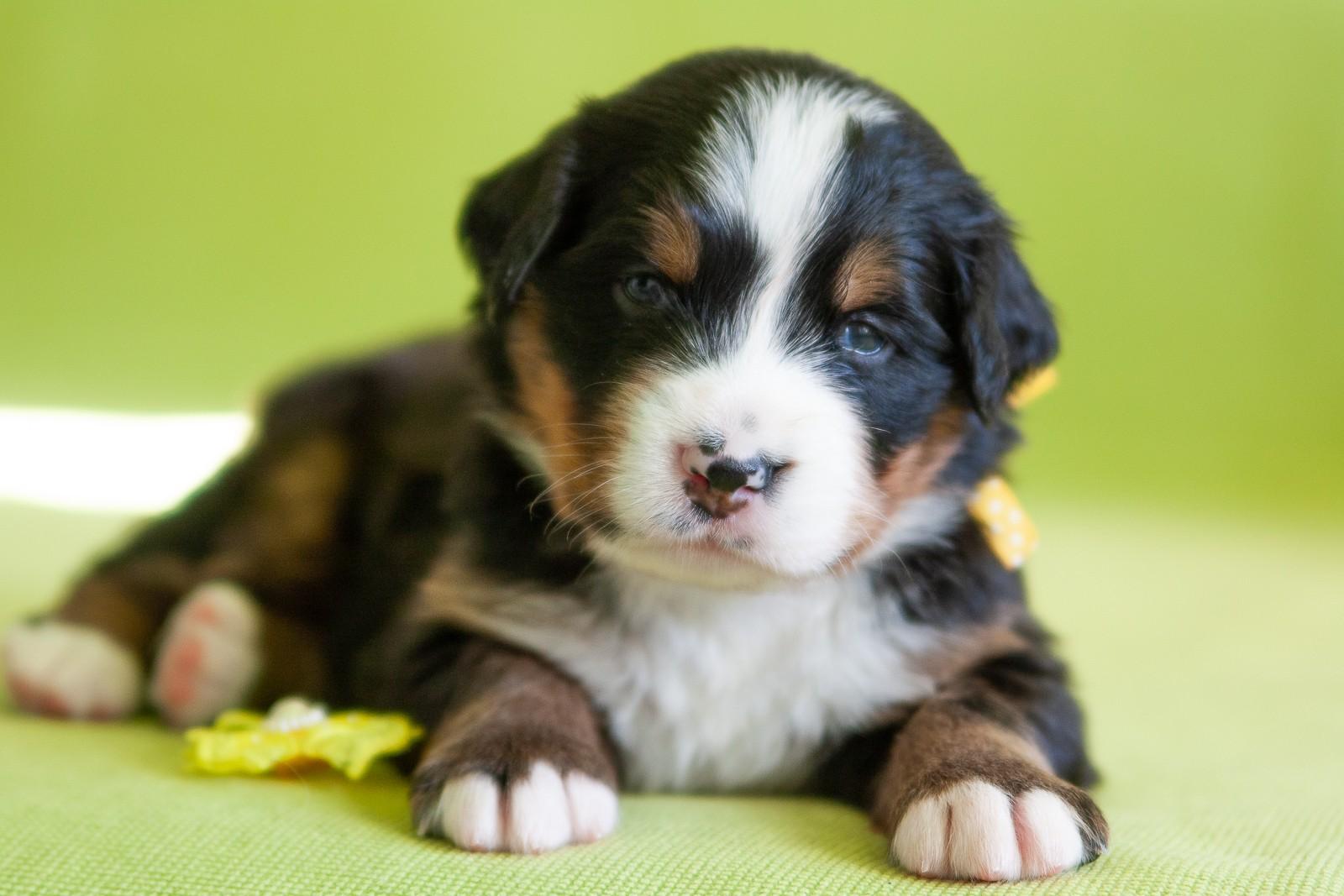 berner sennenhund puppy