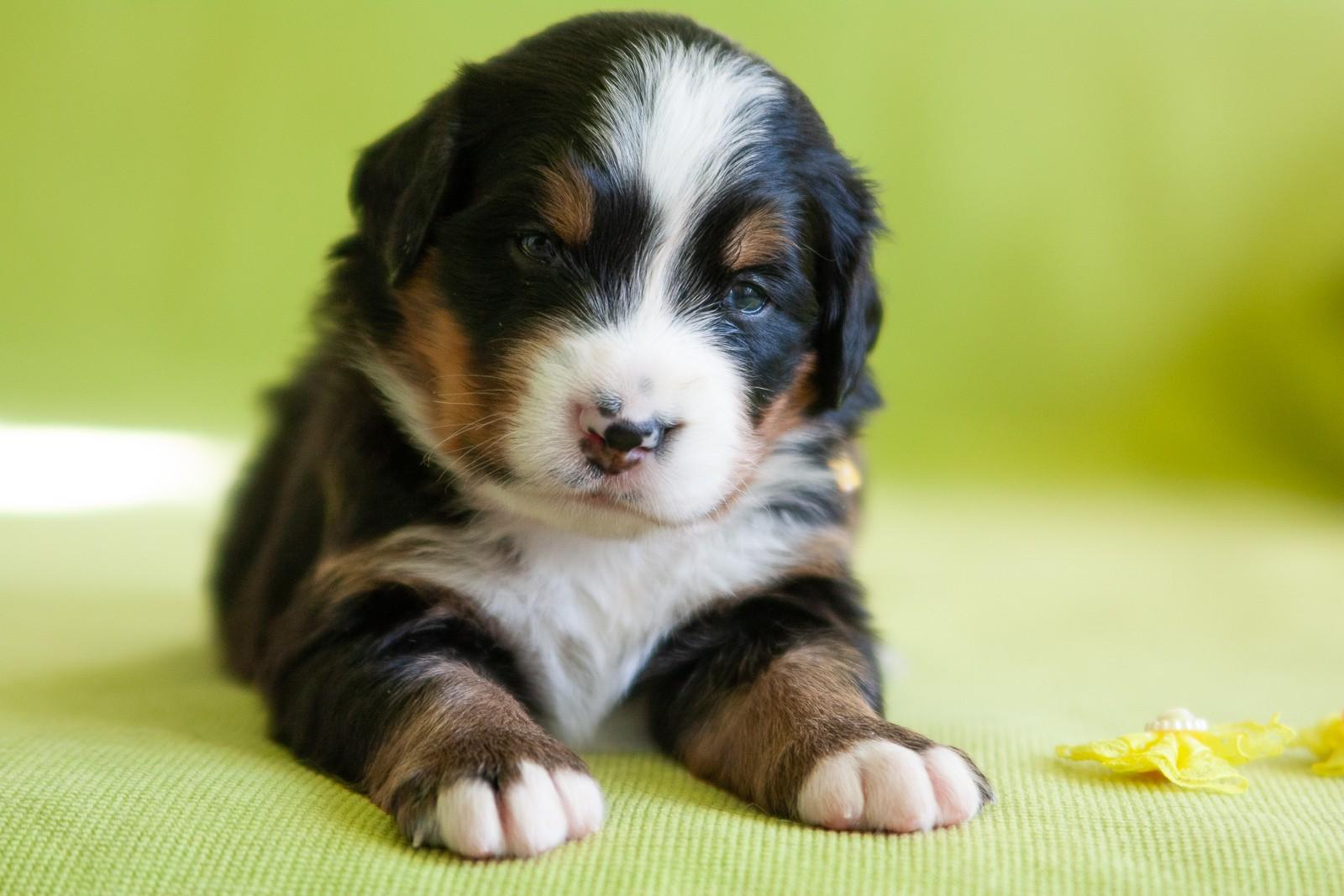 berner sennenhund puppy