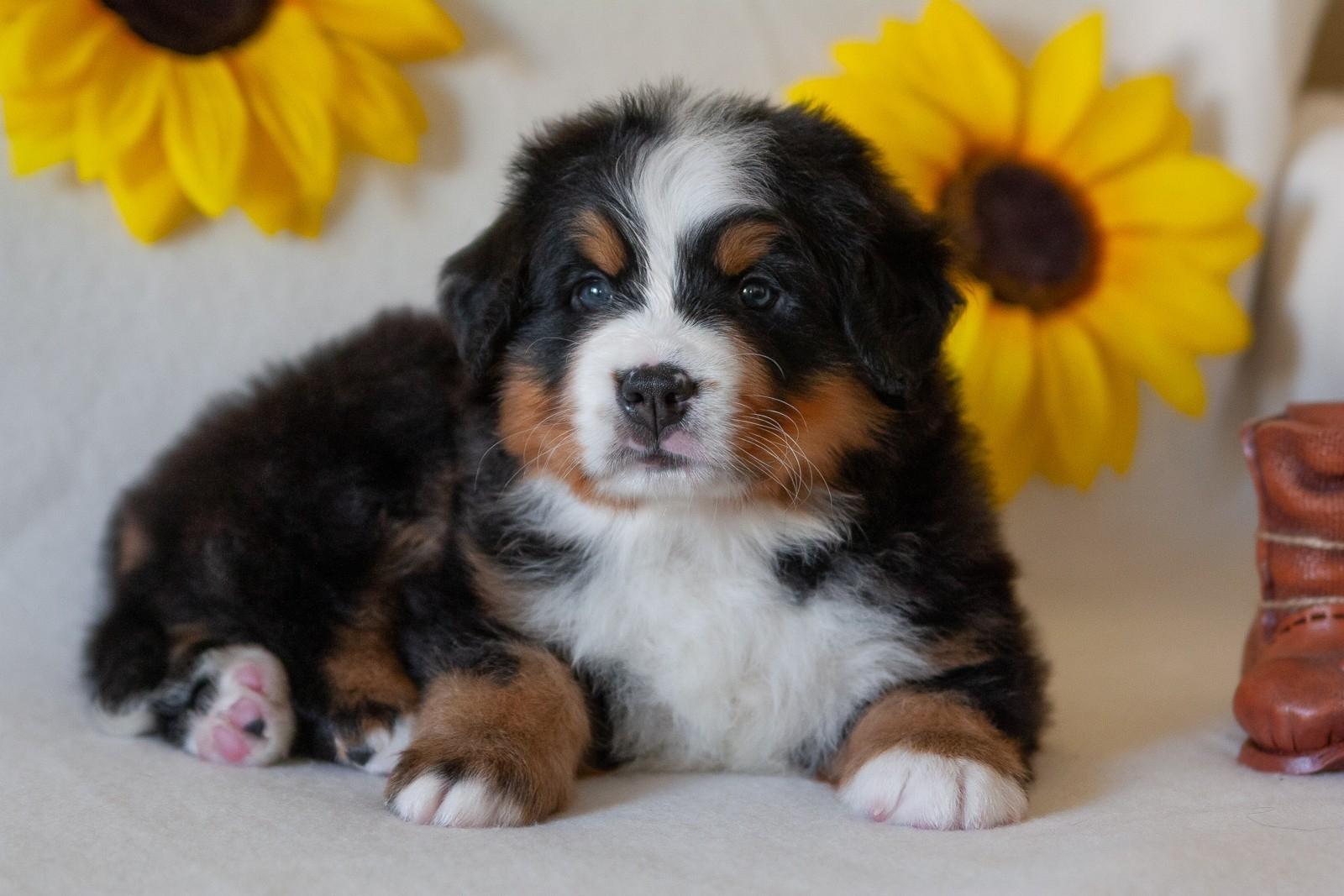 berner sennenhund puppy