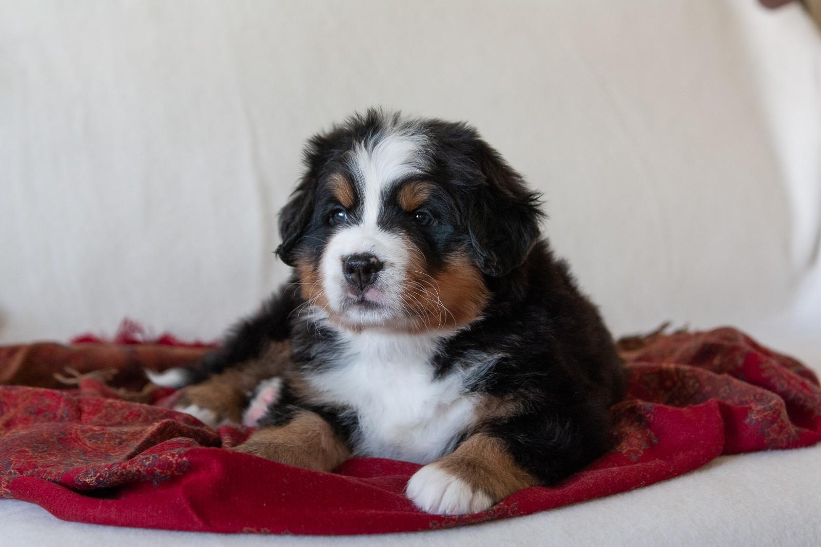 berner sennenhund puppy