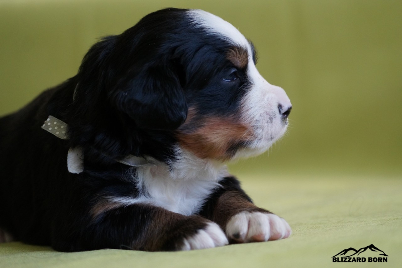 berner sennenhund puppy