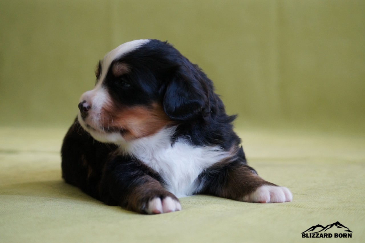 berner sennenhund puppy