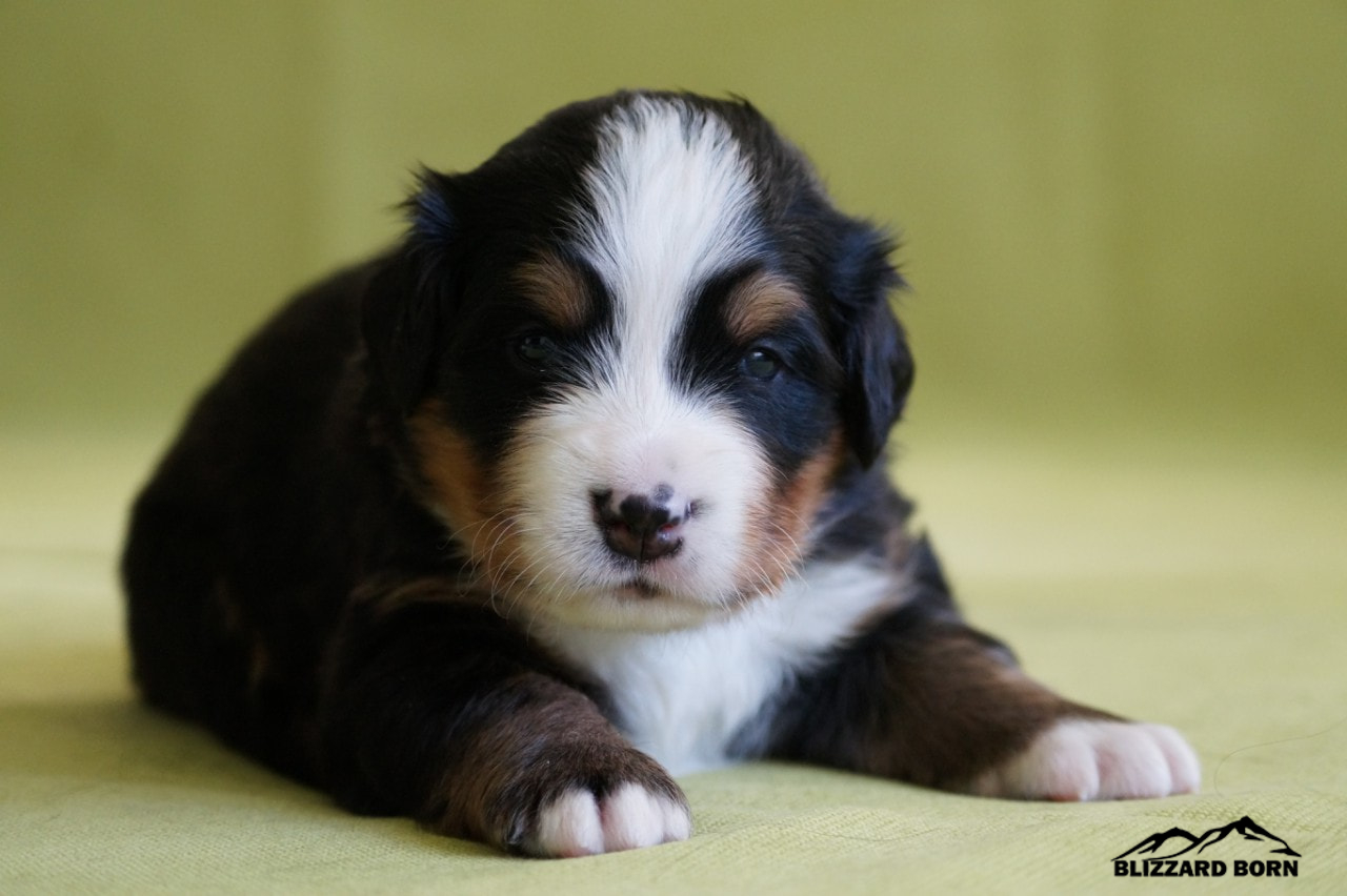 berner sennenhund puppy