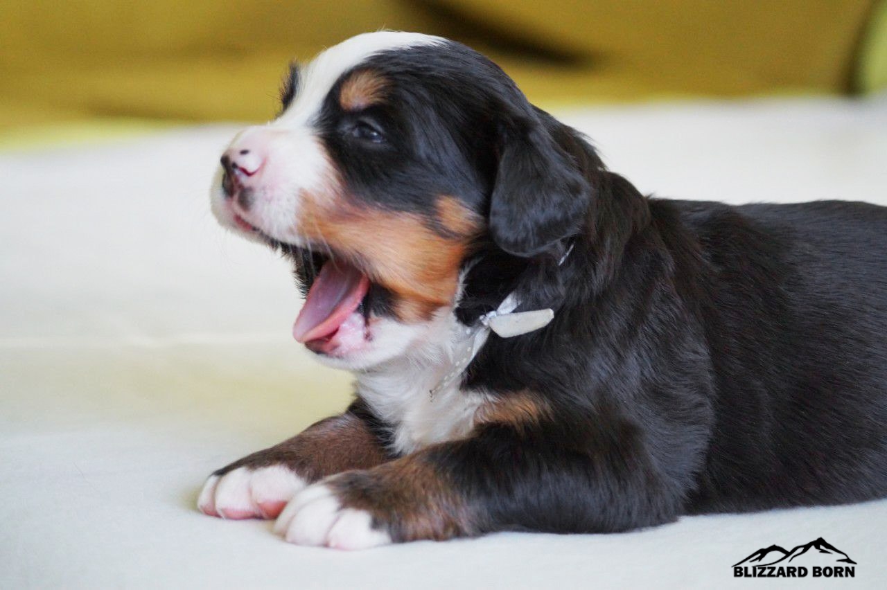 berner sennenhund puppy