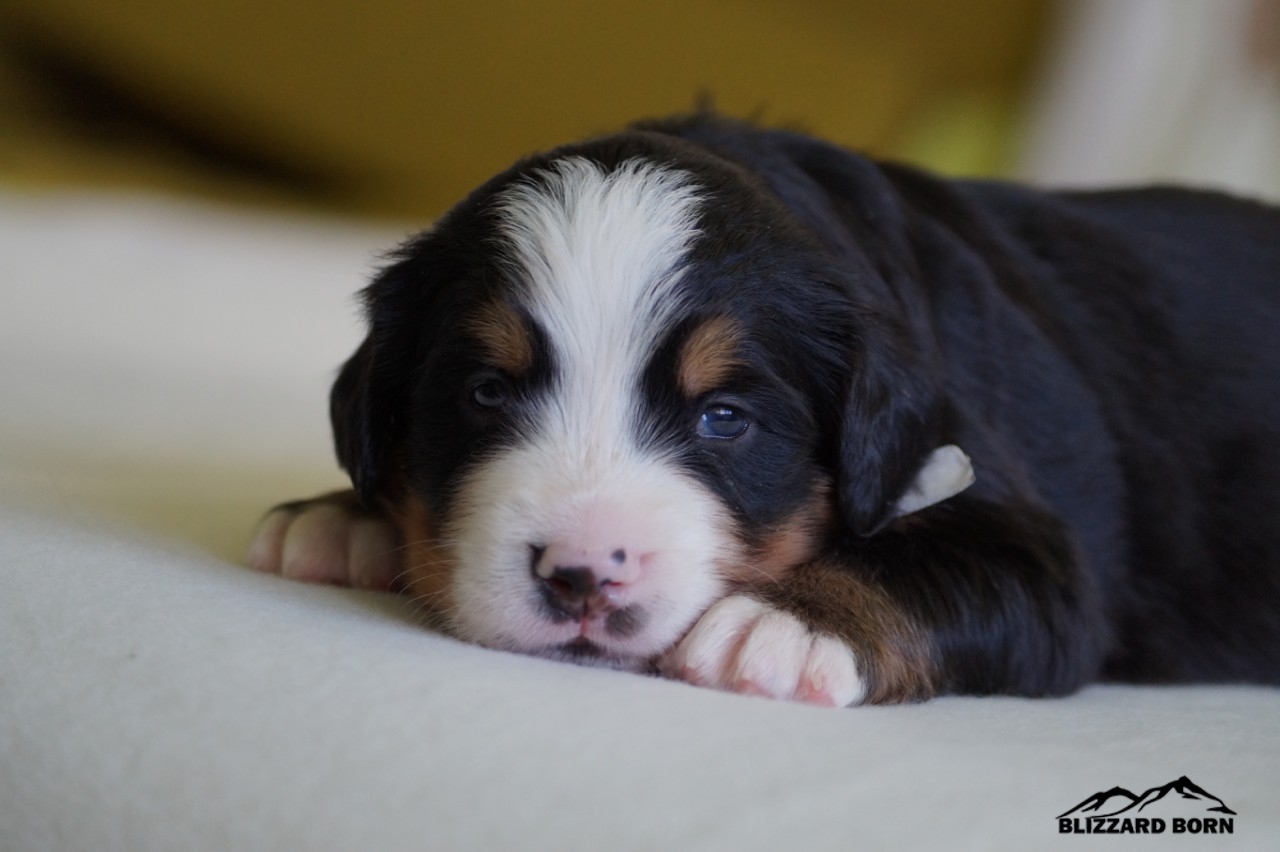 berner sennenhund puppy