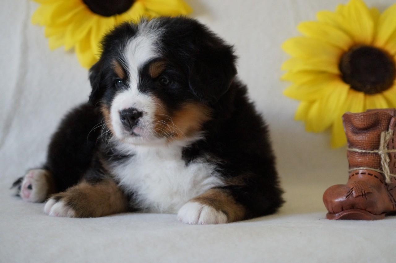 berner sennenhund puppy