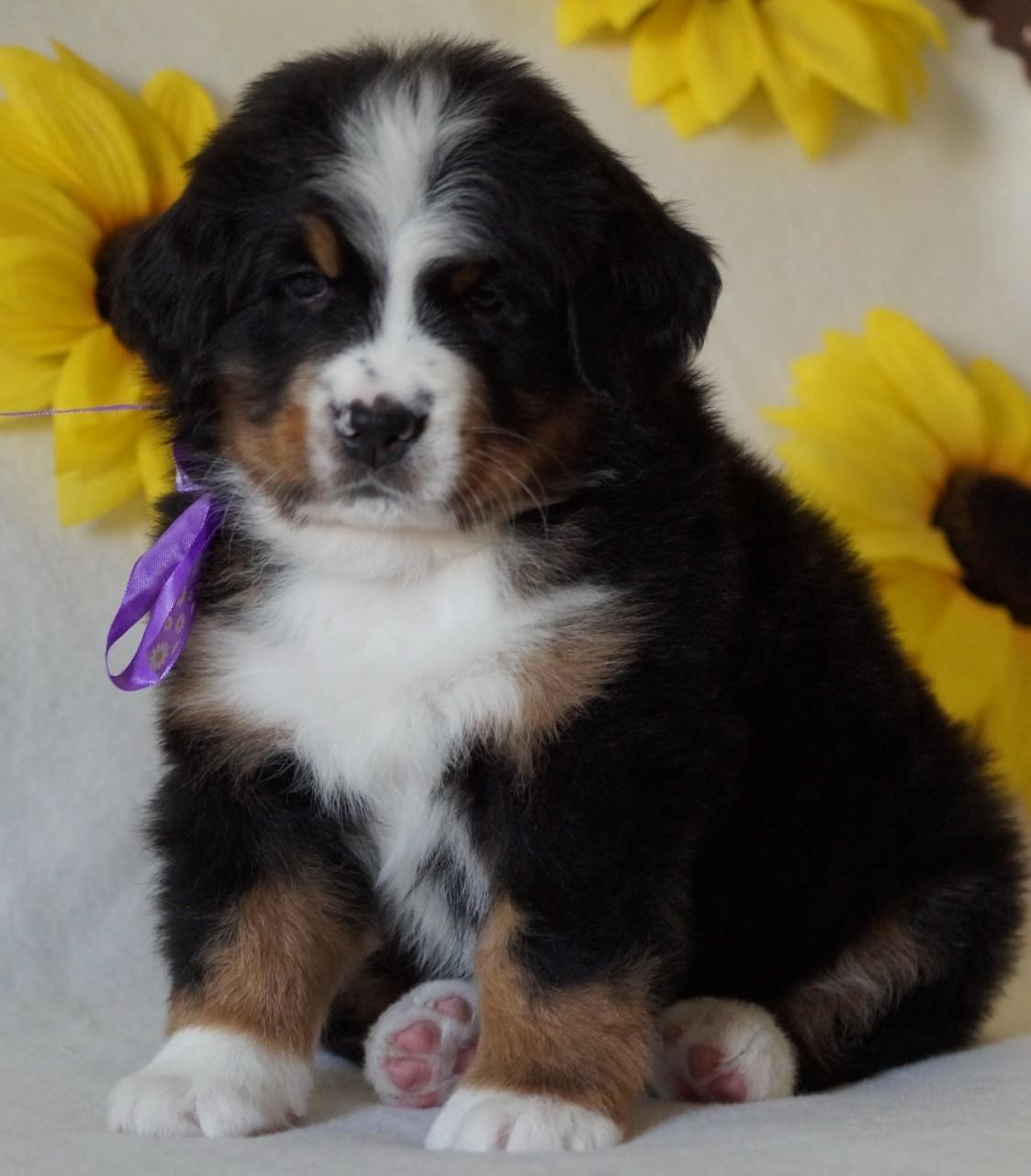 berner sennenhund puppy