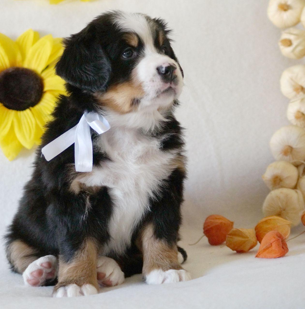 berner sennenhund puppy