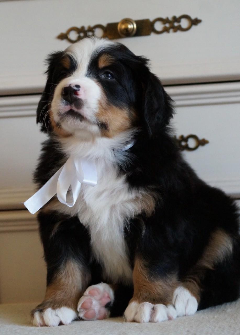 berner sennenhund puppy