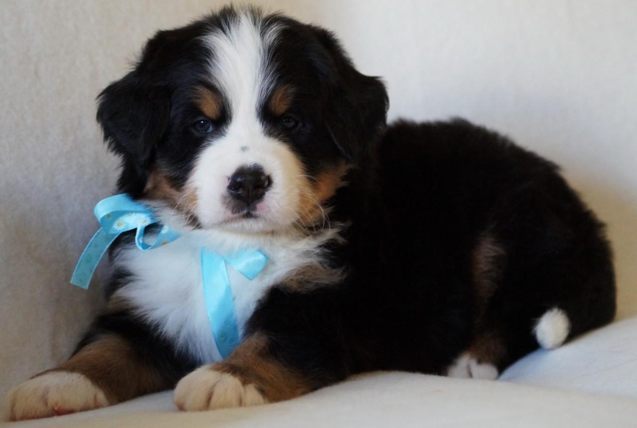 berner sennenhund puppy