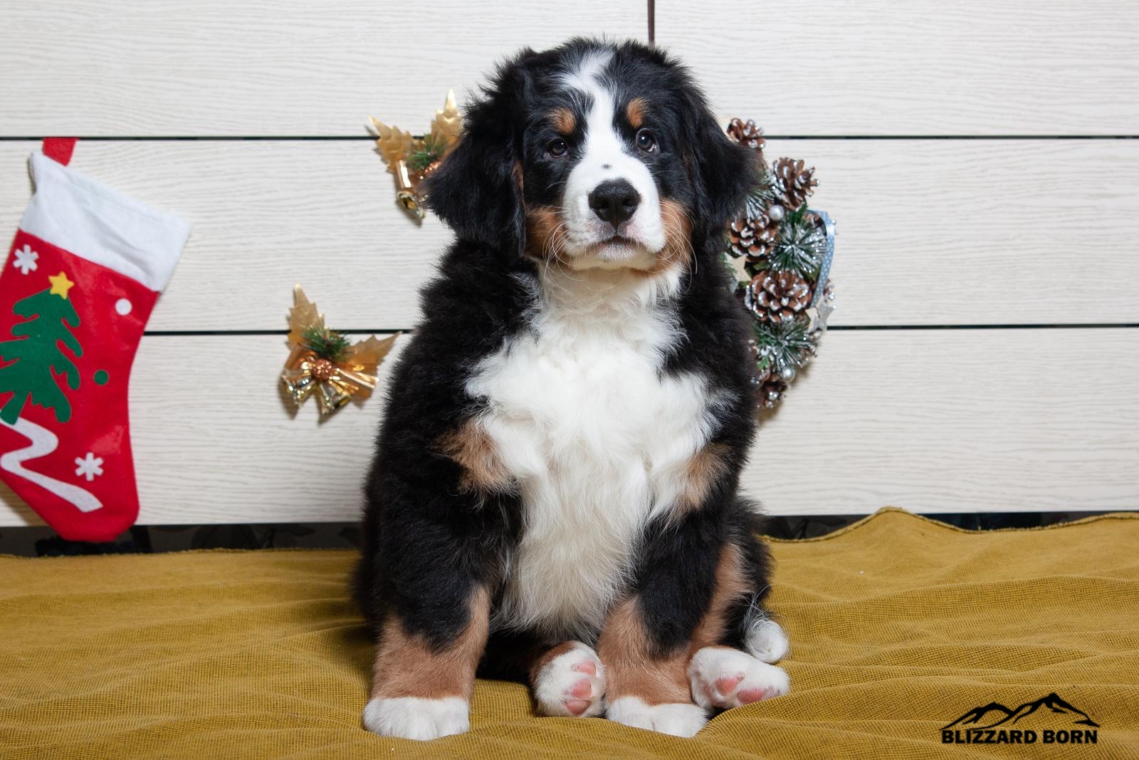 berner sennenhund puppy