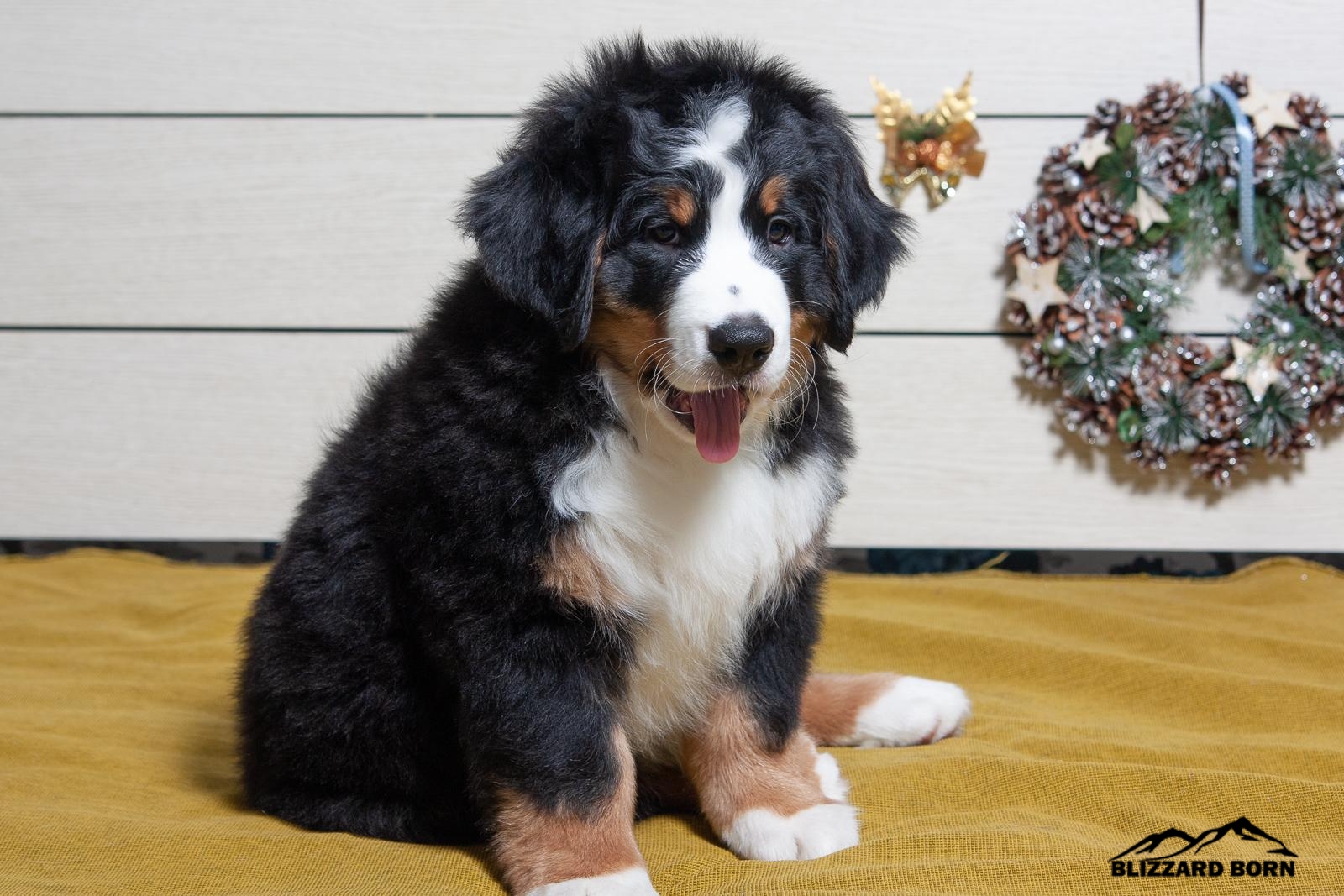 berner sennenhund puppy
