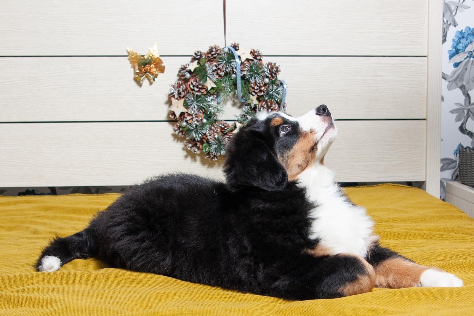 berner sennenhund puppy