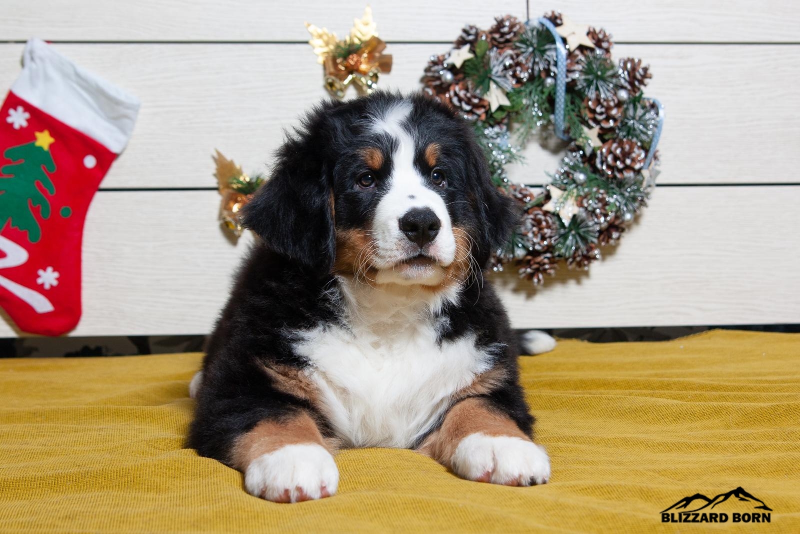 berner sennenhund puppy
