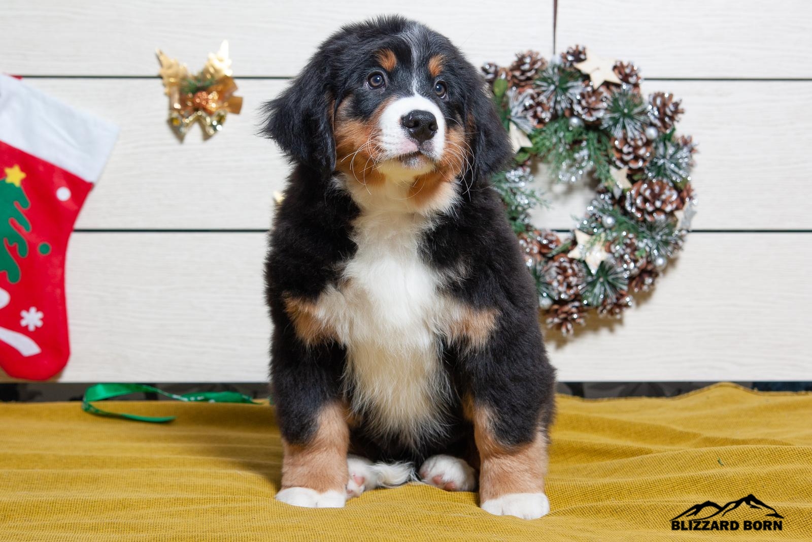 berner sennenhund puppy