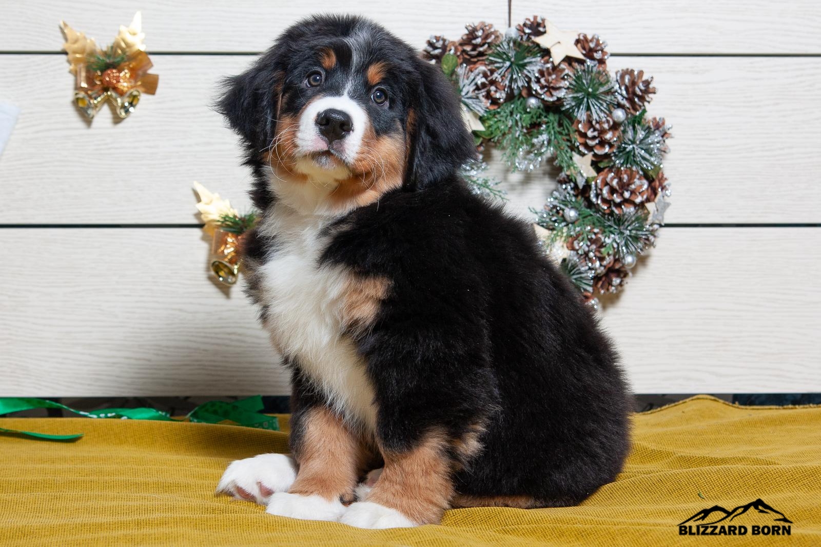 berner sennenhund puppy