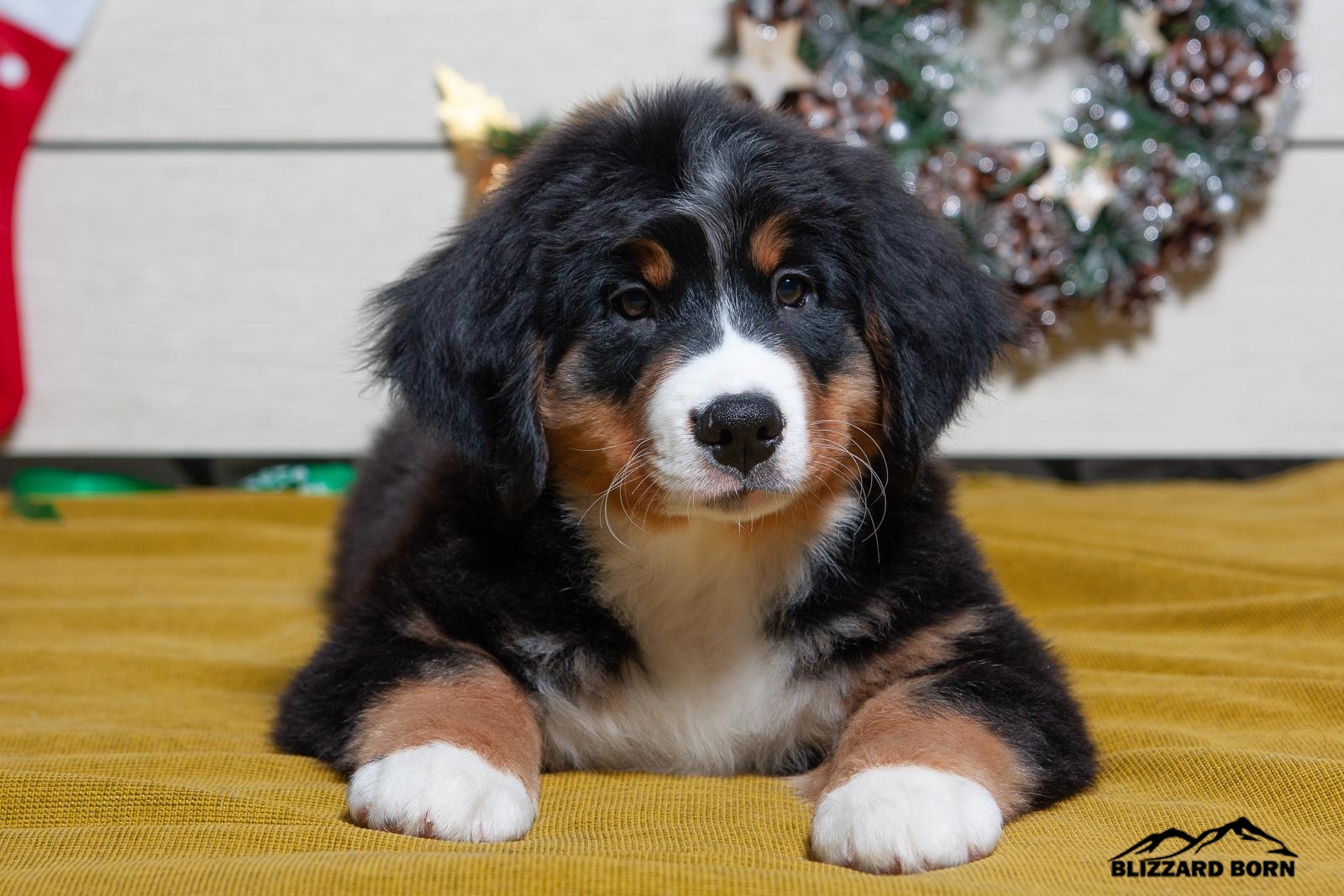 berner sennenhund puppy