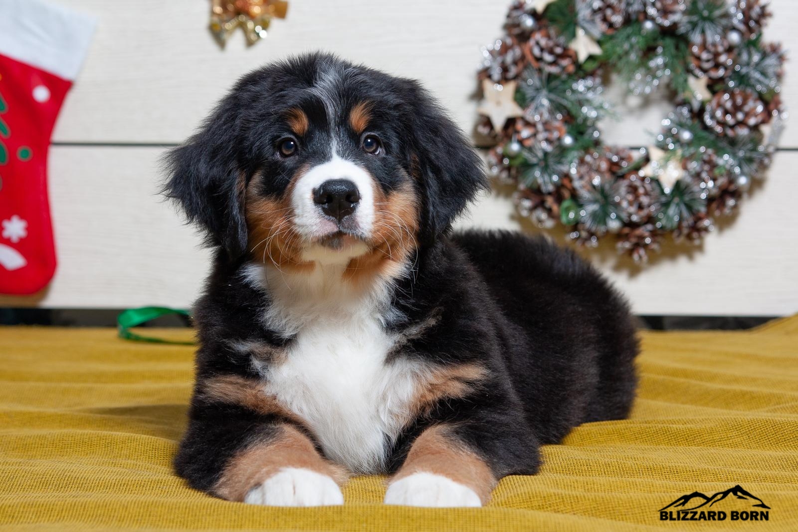 berner sennenhund puppy