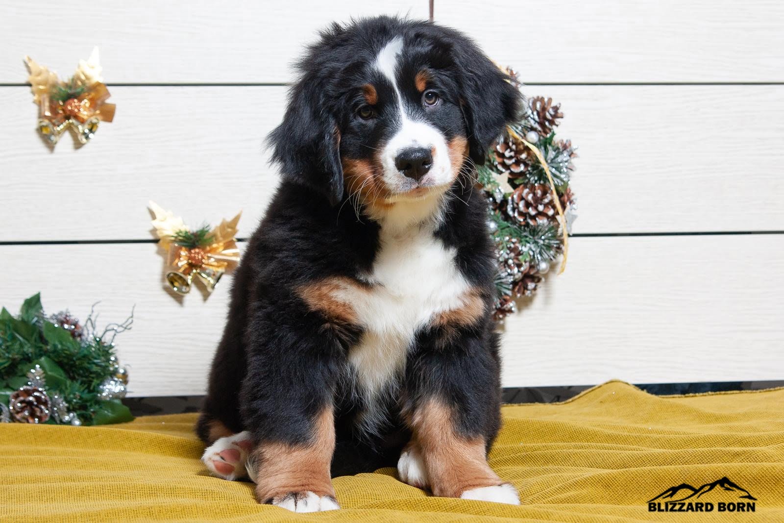 berner sennenhund puppy