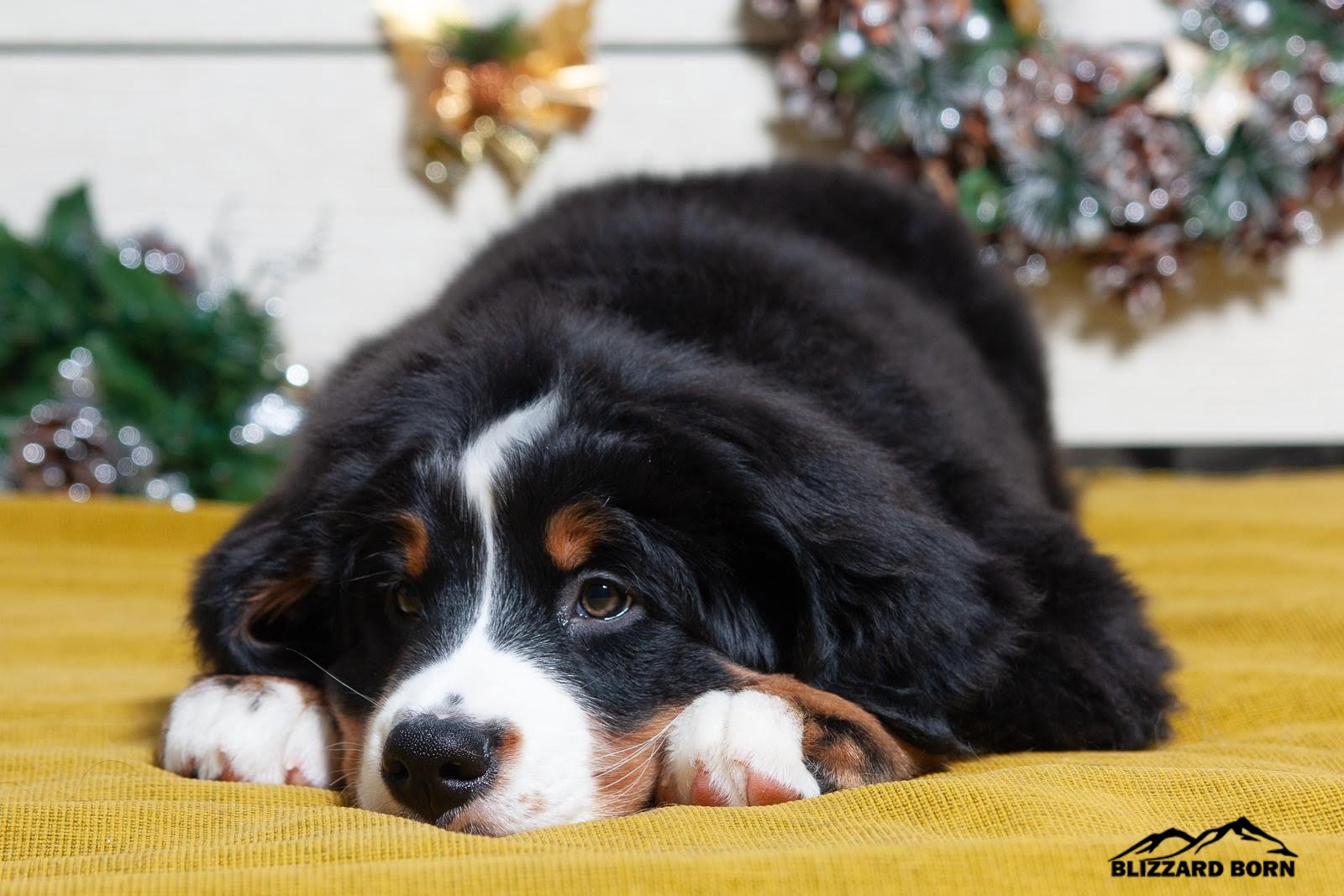 berner sennenhund puppy