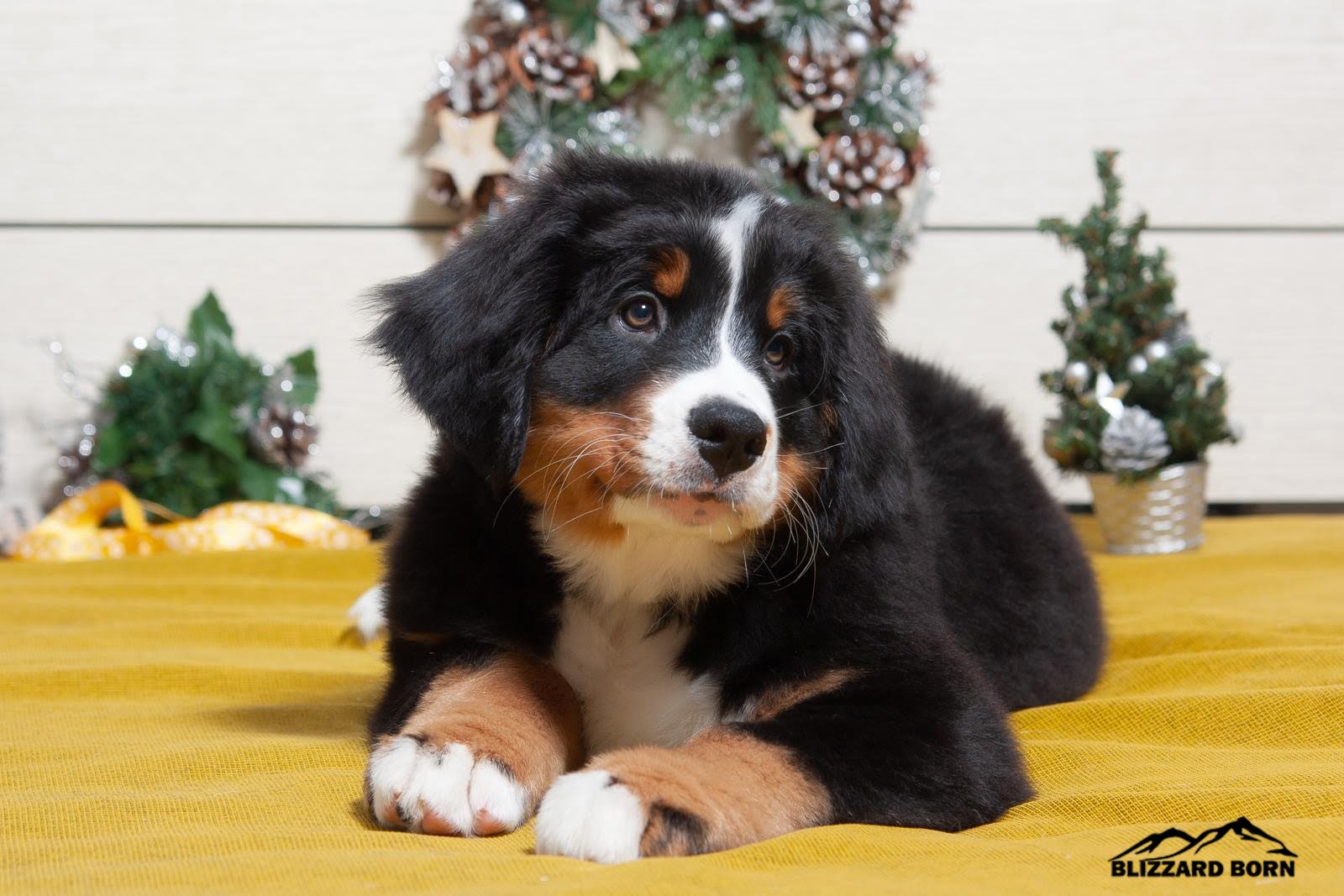 berner sennenhund puppy