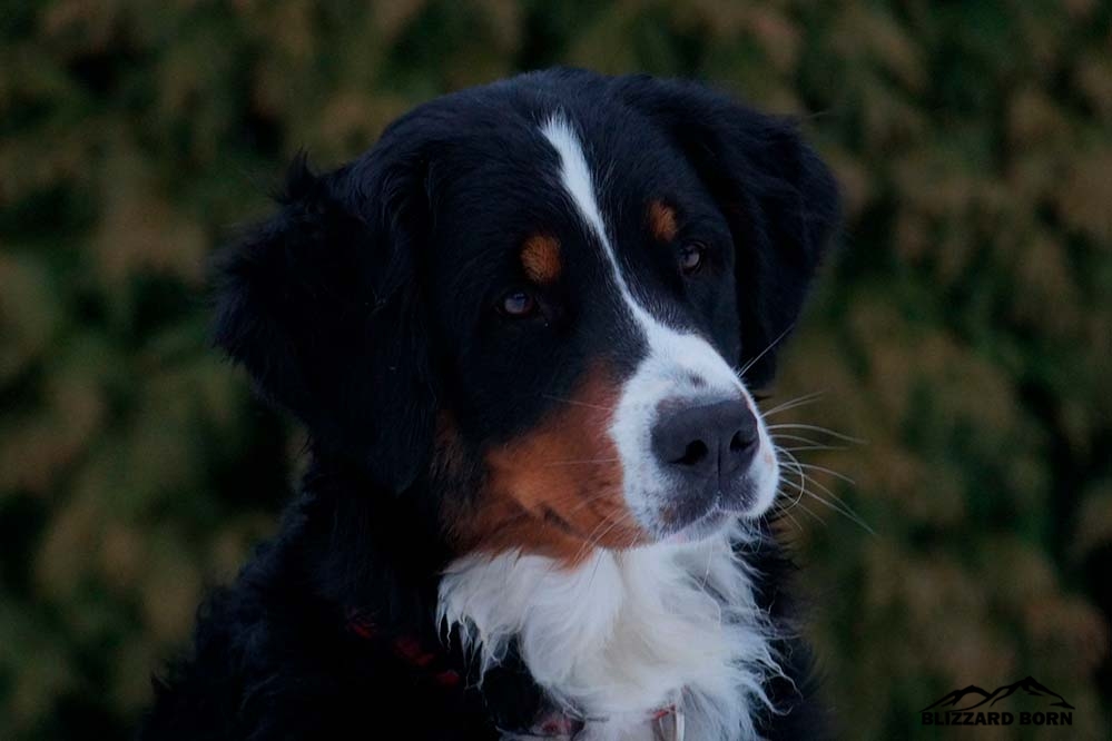 berner sennenhund female