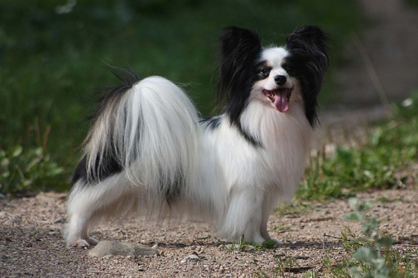 papillon male