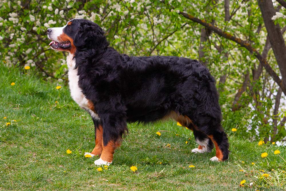 berner sennenhund female